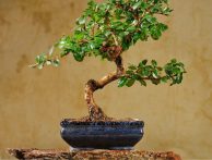 Bonsai