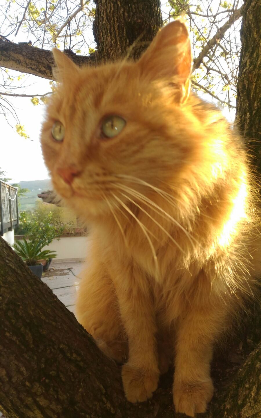 Romeo